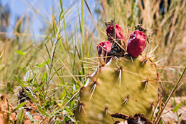 A native Colorado cactus plant